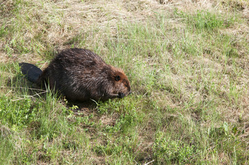 Beaver Stock Photos.  Beaver in the field.  Close-up profile view wild beaver. Image. Portrait. Picture. Beaver in the field. Beaver fur. Foraging. Beaver tail. North American beaver.