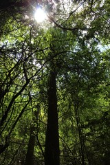 Obraz premium Florest Bahia