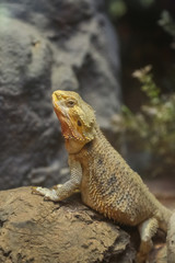 Desert lizard stand looking around and show face