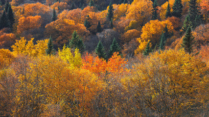 Fototapeta premium Beautiful fall foliage in Quebec mountains 