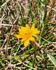 yellow flower in the grass