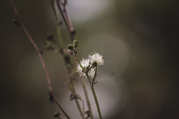 dandelion flower