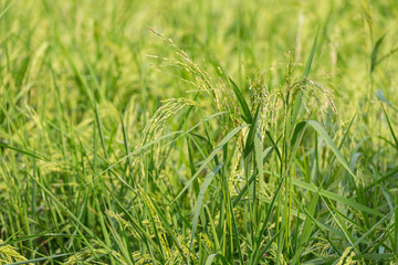 Green rice organic plant in the field