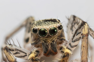Extreme close up shot of Jumping Spider 
