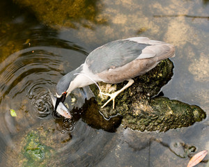 Black Crowned Night Heron Bird Stock Photos. Bird catching fish. Moss rock. Water.