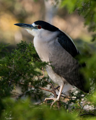 Black Crowned Night Heron Stock Photos. Image. Picture. Portrait. Perched on branch with blur background.