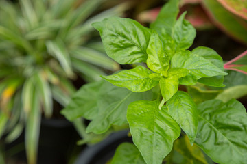 green leaves of organic chili peppers