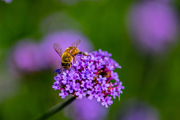 Verbena flowers and bees blooming in the forest