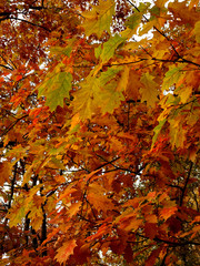 red oak, autumn oak foliage against the sky, selective focus.