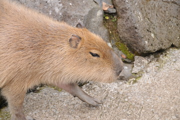 伊豆シャボテン公園