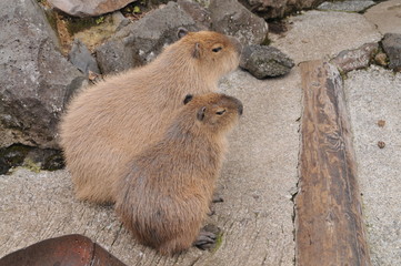 伊豆シャボテン公園