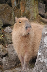 伊豆シャボテン公園