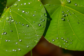 Drops of water on green leaves