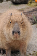 伊豆シャボテン公園