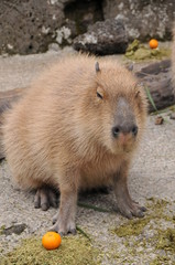 伊豆シャボテン公園