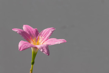 The pink zephyranthes grandiflora flower has water drops along the petals