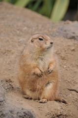 伊豆シャボテン公園