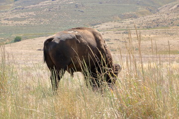 Lone Bison grazing in the summer at Antelope Island