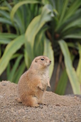 伊豆シャボテン公園