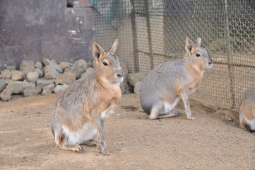 Naklejka premium 伊豆シャボテン公園
