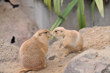 伊豆シャボテン公園