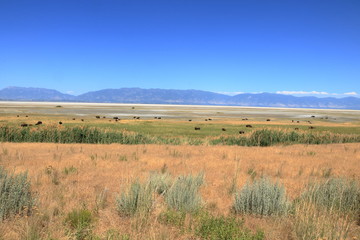 Herd of bison graze in the distance at Antelope Island in the background of the Wasatch Mountains