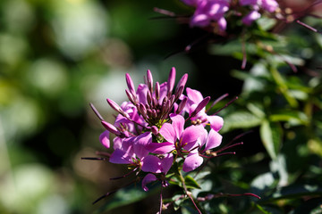 Blooming flower in the garden