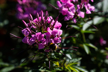 Fototapeta premium Blooming flower in the garden