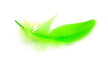 Beautiful green feather