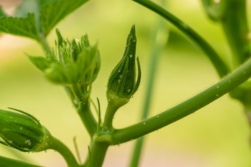 White sphere mucin produced on its leaf and bud by okra (Abelmoschus esculentus)