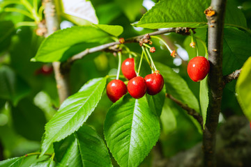 Obraz premium さくらんぼ