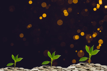 Fantasy gold bokeh sparkle from light on black