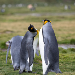 A couple of King Penguins in Antarctica on South Georgia Island on the grassland near the shore. Square Composition.	
