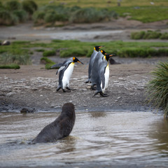 Fototapeta premium Fur Seals (Arctocephalus gazella), and King Penguins, (Aptenodytes patagonicus) on South Georgia Island, Antarctica. Square Composition.