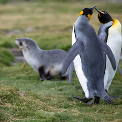 A couple of King Penguins in Antarctica on South Georgia Island on the grassland near the shore. Square Composition.	