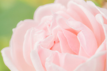 薔薇園のバラ