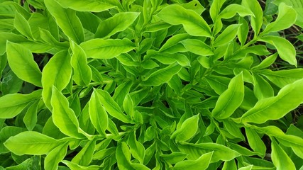 Fototapeta premium Naturally crafted design of Yam Plant Leaves