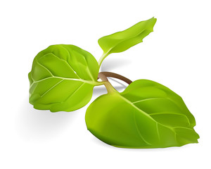 ミント / ハッカ/ペパーミント/スペアミント/紫蘇の仲間