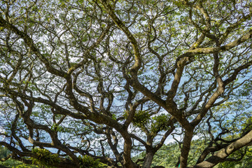 Huge tree Pithecellobium saman or rain tree like veins