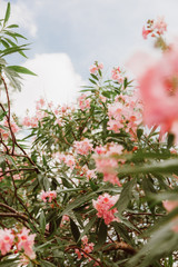 pink flowers in the garden
