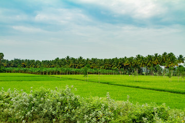 Obraz premium Rice paddies with palm trees and blue sky