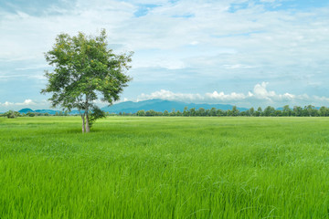 big green tree in rice fiald near mountain and white clouds on blue sky background or green field of organic wheat sprouts farming in thailand