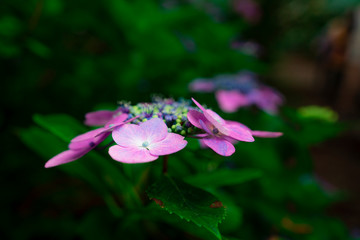 長野県伊那市　紫陽花寺のあじさい