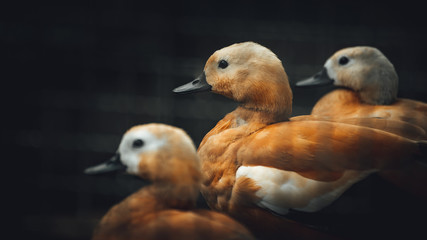 Cute three red holland duck stand together looking in the same direction in the cage.