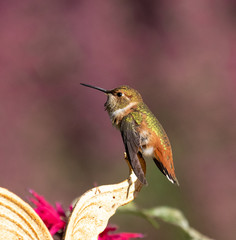 Fototapeta premium hummingbird on a branch