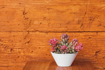 Succulent plant in white flower pot on terracotta colored wall background. Orange or ocher clay texture. Minimalist modern interior design and gardening.