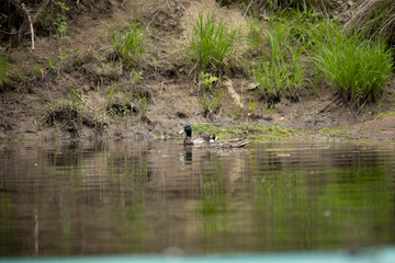 A pair of Mallard Ducks swimming side by side up river