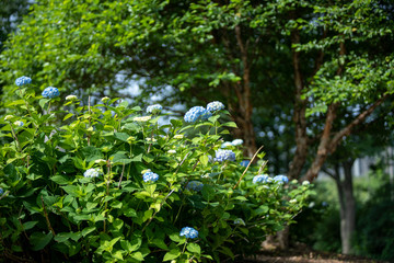 Dense Blue Hydrangeas present beautifully in the New England summer
