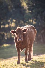 Cow