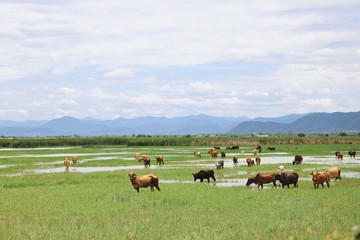 Cow frame in front of beautiful Mountain View.